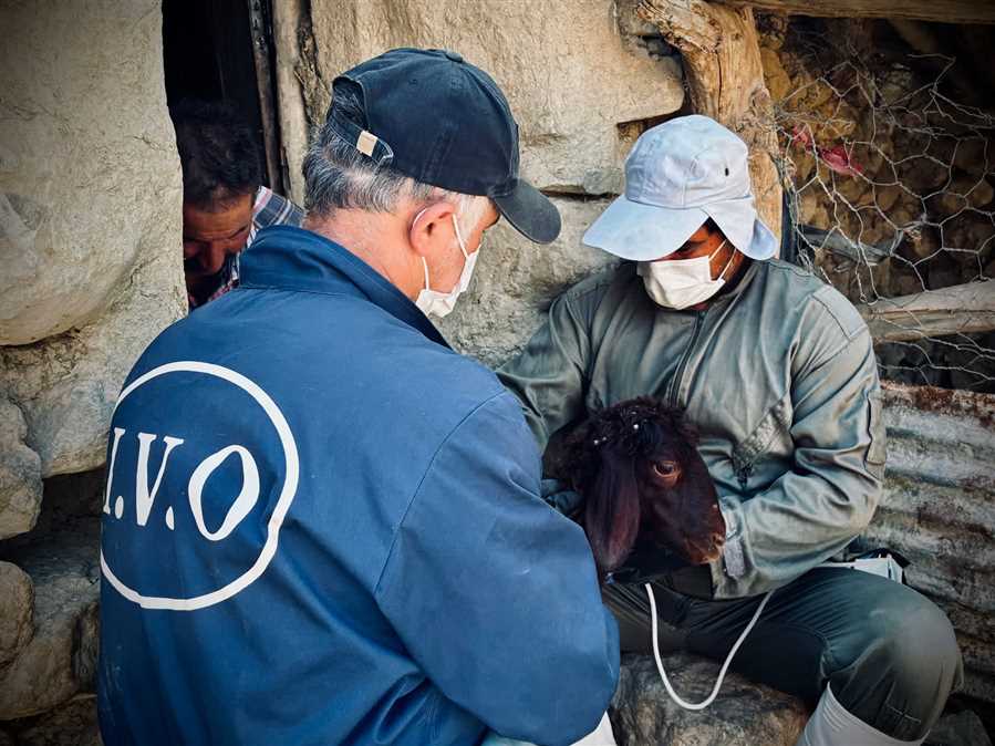 ارائه بیش از ۶۰۰ هزار خدمت رایگان دامپزشکی مازندران در رزمایش های جهادی   